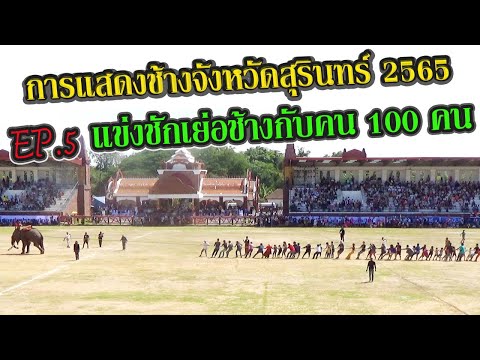 การแสดงช้างจังหวัดสุรินทร์ 2565  EP.5 ชักเย่อช้างกับคน 100 คน