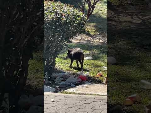 🫣野豬￼野生捕獲@香港太平山頂wild boar