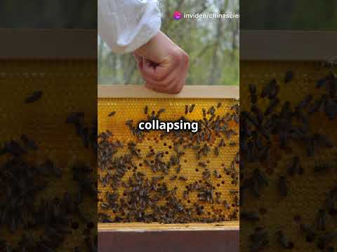 Impact on Honeybee Gut Heal #sciencefather #chinascientist #researcher #facts #professor #gardening