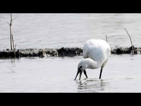 東港鎮的白琵鷺Platalea leucorodia  （2024 11 07）