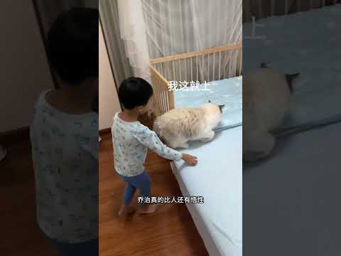 我家猫这一波硬核操作后，孩子安静入睡… #记录猫咪日常 #萌娃和萌宠