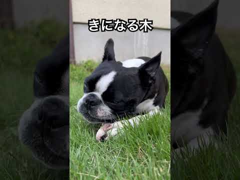 なんの木なん？ #ボストンテリア #bostonterrier #dog #dogshorts