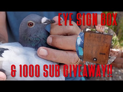 Eye Sign Box DIY & 1000 Subscriber GIVEAWAY!!!!! #pigeonracing #giveaway