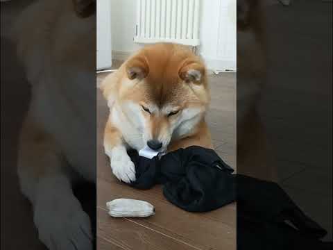 柴犬のいる生活#shorts