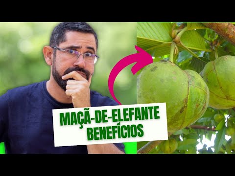 Maçã-de-Elefante: Descubra a Delícias e Benefícios dessa PLANTA MEDICINAL