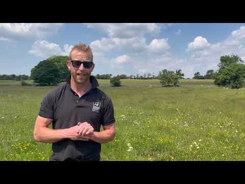 Meadow plants at Chancellor's Farm in Somerset