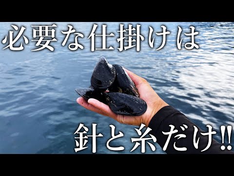 食用の貝を落とすだけ！堤防から大物や高級魚が釣れまくる異次元の釣りを紹介します