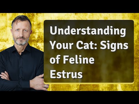 Understanding Your Cat: Signs of Feline Estrus