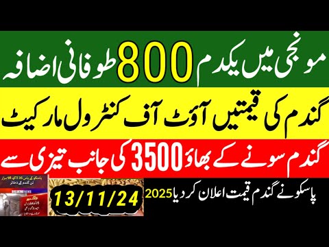 Now wheat price 2025/munji 1509 new rate/today gundam rate/مونجی کا ریٹ کائنات گندم ریٹ 2025