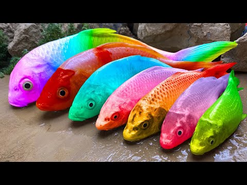 Satisfying Rainbow ASMR Koi Fish Hunt Eels From Underground, Crabs, Frog, Turtle Stop Motion Cooking