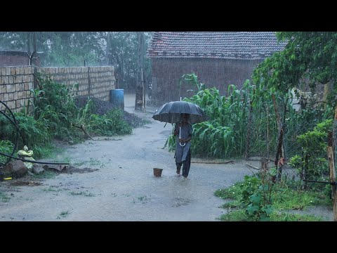 Heavy Rain in Village | Beautiful Rain Scenery| Monsoon Nature