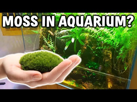 Does Normal Terrestrial Moss Grow in The Aquarium?