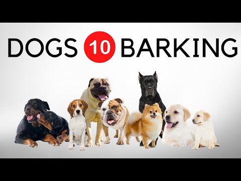 10 Dogs Barking Sound Effects And Noises. Barking Dogs HQ [Loud]