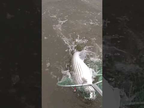 Striper Fishing on Santee Cooper #fishing #मछलीपकड़ने #pesca