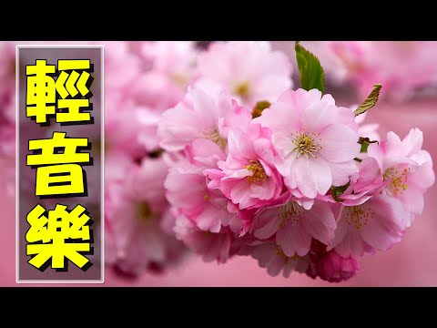 【薩克斯風 睡眠】🎷30首 薩克斯風 輕音樂 放鬆解壓 🌺 夜晚最適合聽的 轻音乐 放松🎵 累了煩了就聽聽 醉人醉心！ 無廣告音樂  Relaxing Chinese Saxaphone Music