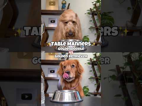 Table Manners Challenge - Goldendoodle vs Golden Retriever #dogchallenge #goldenretriever #dogfood