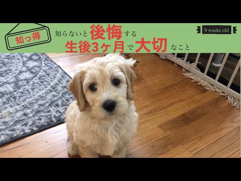 初めて子犬を飼う子犬の社会化について