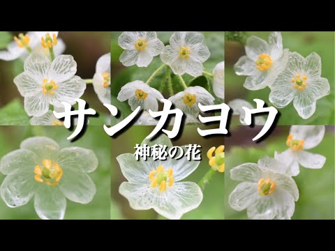 【サンカヨウ】 濡れると透明になる神秘の花