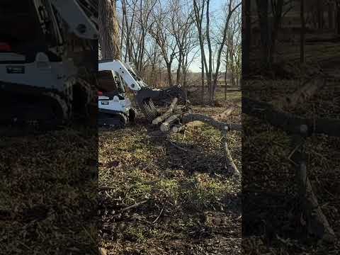 Cleaning up trees from the pond project #shortsvideo #chainsawman #bobcat