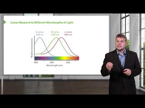 Vision Signal Termination and Convergence