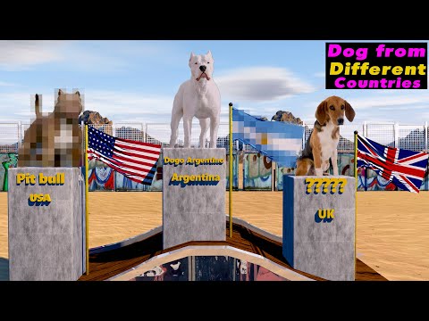 COMPARISON 3D : DOG FROM DIFFERENT COUNTRIES