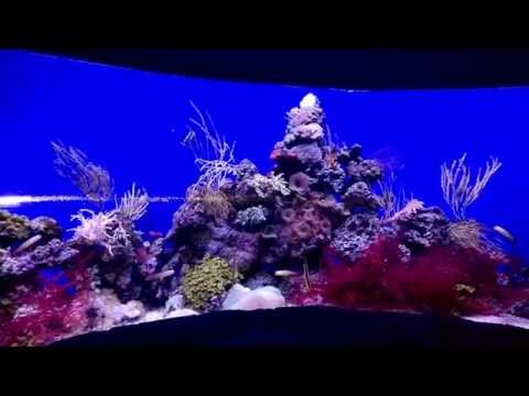 Seahorse Tank Downtown Aquarium Denver CO