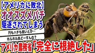 【2ch動物スレ】日本が誇る世界最恐の怪物「オオスズメバチ」アメリカの前に無惨に敗北してしまう･･･【なんj/にちゃん 面白いスレ】