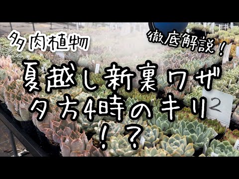 【多肉植物】夏越しのコツ！夕方4時のキリとは？