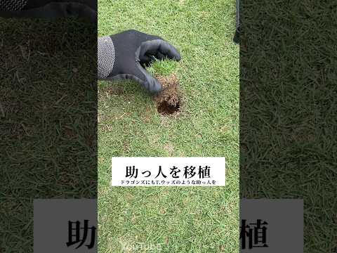 珍しい芝生の治し方