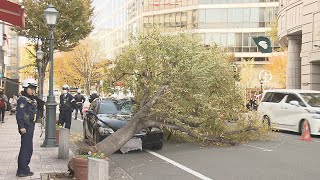 街路樹倒れ車にぶつかる　けが人なし　神戸市中央区の市道