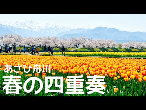 【今年の開花タイミング最高！】富山県のあさひ舟川の四重奏を満喫