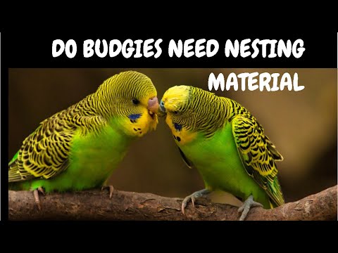 Do Budgies Need Nesting Material