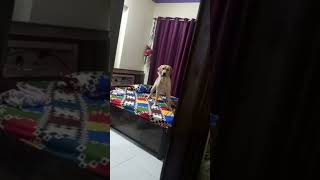 Labrador Chiku's Zoomie. #chiku #labrador #shorts