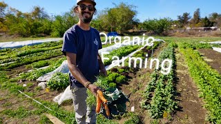 Simple Tips for starting an Organic Farm.