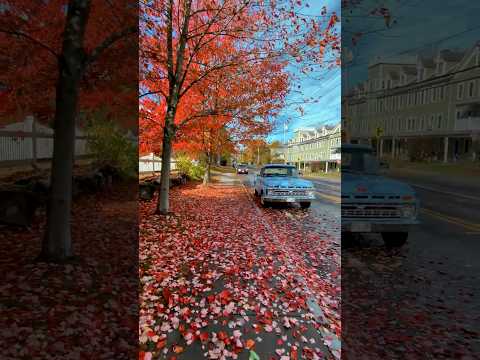 Red Leaves in a Small Town #autumn #countryside #fallfoliage