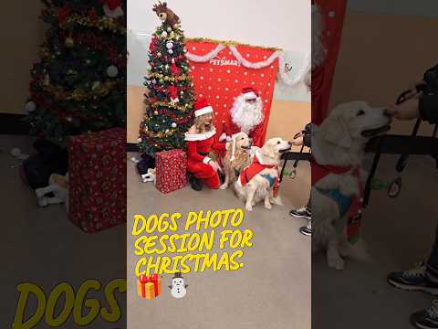 Dogs have a photo session for Christmas 🎄 #dogs #shorts #goldenretriever