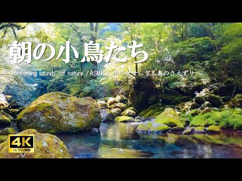 朝の小鳥たち にぎやかな鳥のさえずり 柔らかく流れる水の音：活力・集中力向上【自然音,ASMR,4K,relaxing  nature sounds】