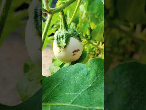 দুধরাজ বেগুন | Dudhraj Eggplant #agriculture #vegetable