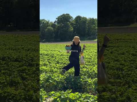 Strawberry picking #shortsfeed #shortvideo #shorts #boston #summer #weekend #travelguide #short