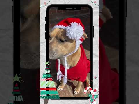 Who wore it best? Dogs in Santa hats #shortsfeed #dog #christmasdog