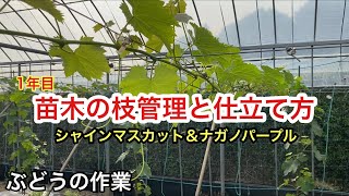 「ぶどうの作業」1年目の苗木の管理。摘心と枝の仕立て方について