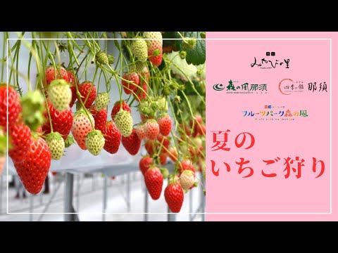 【みやびの里】夏のいちご狩り2024