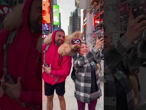 My dog took over Times Square! #nyc #goldendoodle #dogbackpack