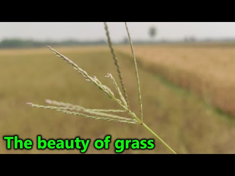 The beauty of grass | The grass | The Grass Lover