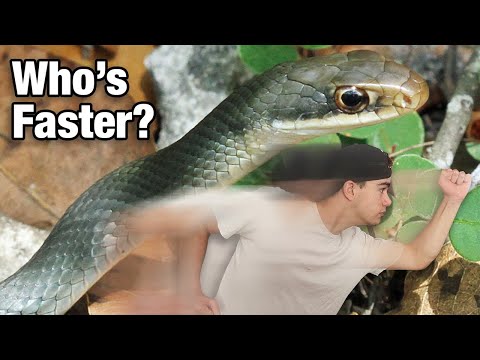 Me vs The Fastest Snake in the Everglades!