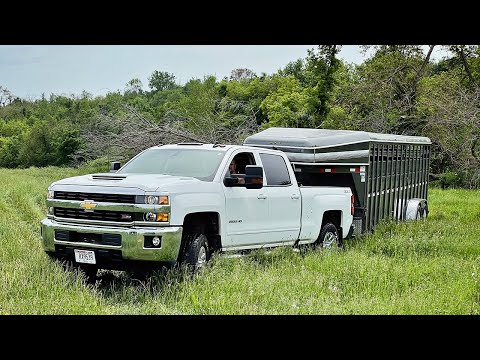 Moving Cattle Out To Pasture