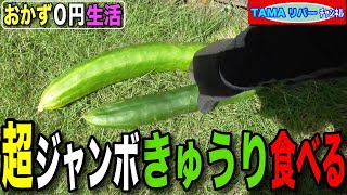 【おかず０円生活】捨てられたジャンボきゅうり　〈煮浸しとパリパリ漬け〉