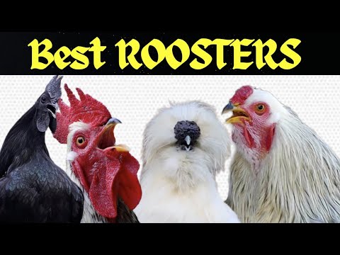 Rooster Sound Alarm Suara Ayam Berkokok Panjang Gallos Cantando Chicken Song Rooster Crowing