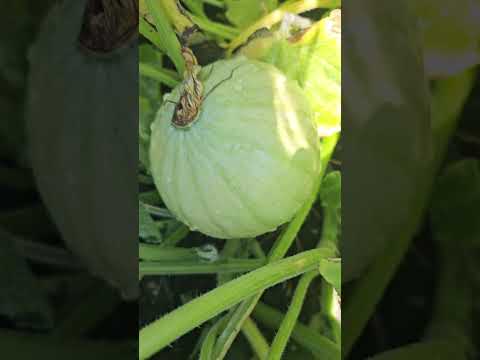 Pumpkins #garden #gardening #farming #farm #farmlife #vegetables #shorts #shortsviral #shortsfeed