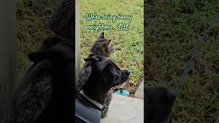 Nosey neighbors on the porch (LOL).#iloveourpets#calmpets#pawsandtails#ontheporch#listening#looking